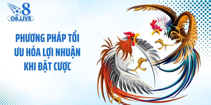 Phương pháp tối ưu hóa lợi nhuận khi đặt cược 